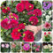2 Pcs Dahlien Knollen, Winterharte Dahlien Winterharte Kübelpflanzen, Balkonblumen Dahlien Zwiebeln, Gartenpflanzen Winterhart Mehrjährig Winterharte Pflanzen Für Balkon Zwiebeln Frisch