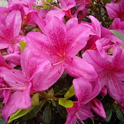 Japanische Azalee Purple Splendor 20-25cm - Rhododendron obtusum - Zwerg Alpenrose