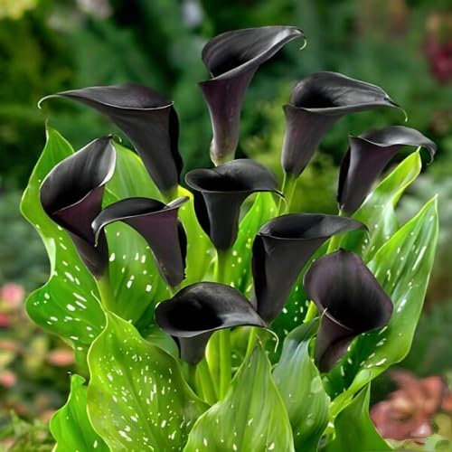 100 Stück frische schwarze Calla-Lilien-Blumensamen