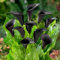 100 Stück frische schwarze Calla-Lilien-Blumensamen
