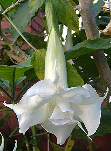 Portal Cool Brugmansia Doppio Bianco, Flora, Taglio Rooty