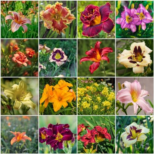 80 pcs taglilien winterhart mehrjährig samen - sommerblumen samen,Hemerocallis fulva, balkonblumen hochbeett bienenfreundliche blumensamen balkonpflanzen winterhart nachhaltige geschenke