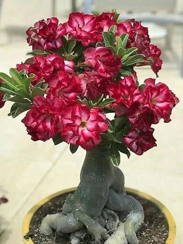WüStenrose Zwiebeln, SchöNe BäUme, BlüHende Zwiebeln, Apocynia, Schnellwachsend,Zwiebelpflanzen, Topf Blumensamen, Seltene Samen Pflanzen Winterhart-3zwiebeln-J