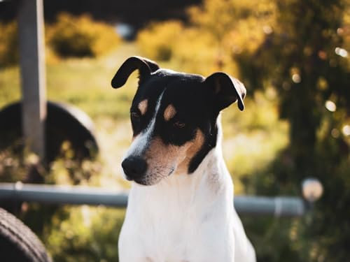 1000 Teile Puzzle für Erwachsene, Geschenke für Jack, Russell, Terrier, Hund, ähnlich, Säugetier, Tier, 52 x 38 cm