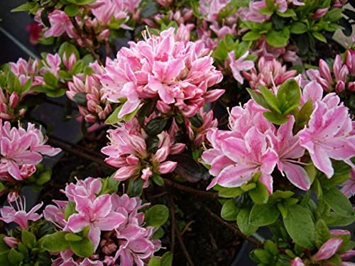 Japanische Azalee Kermesina Rose - Rhododendron obtusum - 20-25cm