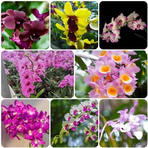 50 pcs Dendrobium samen - zimmerpflanzen wenig lichtbedarf orchideen orchidee,Dendrobium nobile topfpflanzen draußen winterhart bonsai samen blumendeko bienenfreundliche blumensamen
