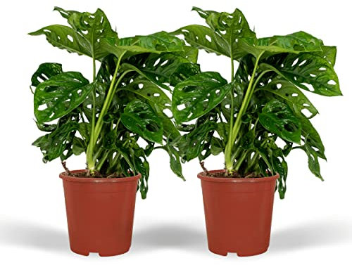 Monstera Monkey Leaf - Plante à trous | 2 pièces - 30cm - Ø12cm - Plante d'intérieur - Vert persistant - Multideal