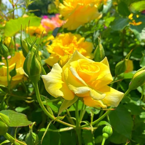 Rose 'Precious Gold' | Yellow Floribunda Rose Bush | Long-Flowering Scented Garden Shrub | Ideal Golden Wedding Gift | Hardy Patio or Border 3 Litre Pot x 2 - by Thompson & Morgan