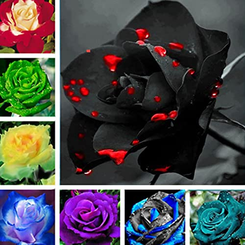 Haloppe 200 Stück Rose Blumen Pflanzen Samen für Hausgarten Pflanzen, Rose Samen Bonsai Garten Blumensamen Rosensamen