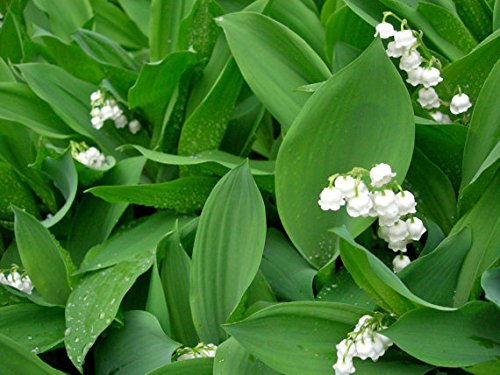 20PCS / BAG Weiß Maiglöckchen (Convallaria majalis) Samen, seltene exotische Blumensamen