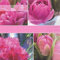 linoows Servietten 20 Stück, Atemberaubend, Rosentulpen die Königs Tulpen 33x33 cm