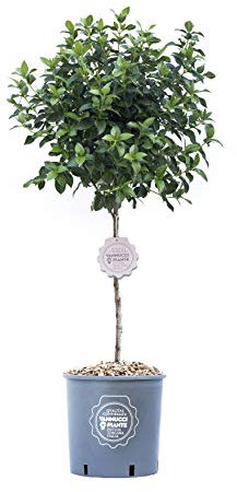 Vannucci Piante - Viburnum Eve Price, Mini alberetto, Lentaggine Eve Price, Viburno, Pianta vera in vaso, Pianta da terrazzo