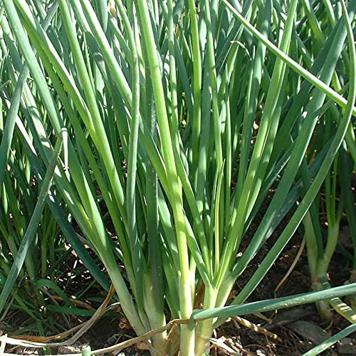 Haloppe Semi di erba cipollina 150Pcs per la piantagione del giardino domestico, semi di erba cipollina Piantagione di ortaggi naturali Semi di erba cipollina Semi Di Cipolla Verde
