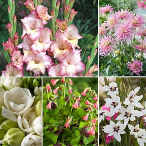 Plant in a Box - Bulb Garden Pink - Bulb Mix - 250 piezas - Mezcla de diferentes bulbos - Dalias, Gladiolos, Freesia, Oxalis - ¡Plante su jardín de verano en primavera!