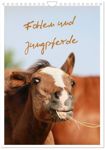 Fohlen und Jungpferde (Wandkalender 2026 DIN A4 hoch), CALVENDO Monatskalender: Familienplaner mit lustigen Fohlenfotos (CALVENDO Tiere)