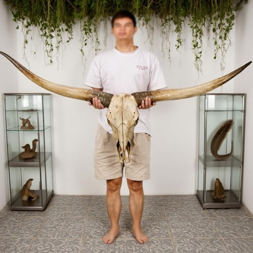 TUPAFJU 70 Zoll Langer Hornschädelkopf, Longhorn-Wanddekor, langes Horn, Kuhschädel-Wanddekor, Kuhhörner, Stierhörner-Wanddekor, Langer Hornschädelkopf(Brown Horn)