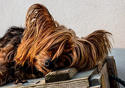 HANSEPUZZLE 34707 - Yorkshire Terrier Puzzle 130 Teile | Tierwelt Puzzle mit hochwertiger Puzzle Aufbewahrung: Kartonbox und wiederverschließbarem Beutel | Puzzle-Maße: 28,7 x 20 cm