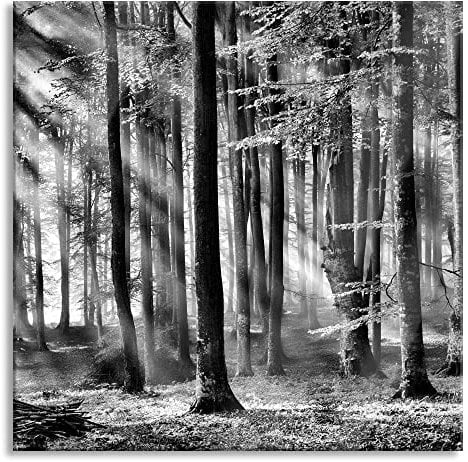 Pixxprint Glasbild, Wandbild auf Echtglas, Bäume im Licht, 70x70 cm, inkl. Aufhängung und Abstandshalter