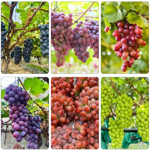 weintrauben pflanzensamen obstsamen säulenobst obstbäume zimmerbonsai bonsai hochbeete für garten balkon deko spalierobst steingartenpflanzen baumsamen zwergobstbäume obstpflanzen 850samen