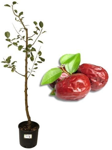 P. Piantine da Orto | Giuggiolo, Pianta in Vaso Diametro 22 cm, Pianta da Frutto, Pianta Vera da Esterno, Giardino o Vaso in Terrazza, Vivaio Italiano