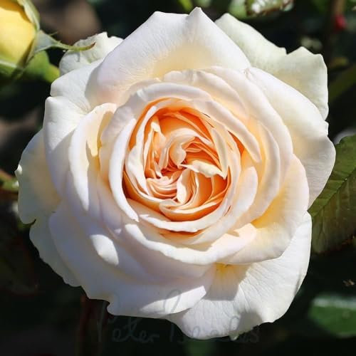 Peter Beales Roses UK Timeless Cream Bush Rose, Double Blooms, Apricot to Cream, 105cm x 75cm, Very Fragrant