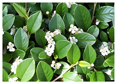 Stauden Gänge 100 x Cotoneaster dammeri 'Radicans' Teppichmispel winterhart | Immergrüner Bodendecker mit roten Beeren für Sonne bis Halbschatten, mehrjährig, winterhart, robust, 9x9 cm Topf