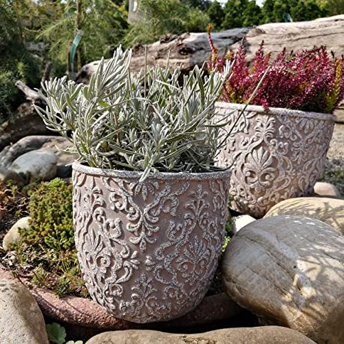 Vaso da fiori vintage in cemento, resistente al gelo, per piante grasse, colore grigio (Shabby Chic, Ø 25 cm)