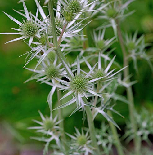 Buntlaubige Edeldistel - Eryngium variifolium - lebende Gartenpflanze aus den Baumschulen