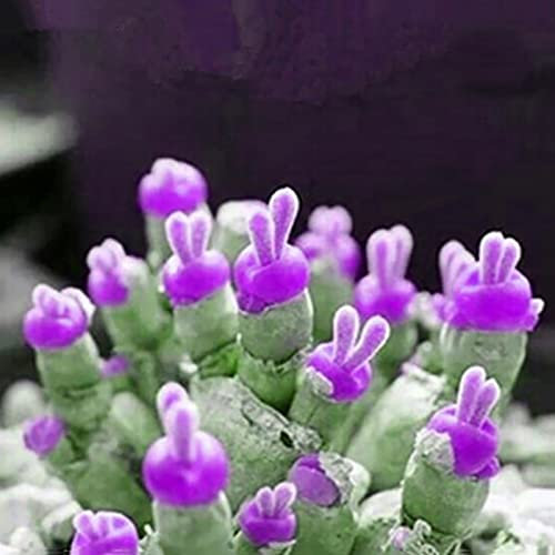Saterkali Semi succulenti, 100 pezzi Semi di piante succulente Facile da piantare Non OGM Piccola Monilaria Obconica Semi succulenti per la casa Viola chiaro