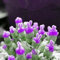Saterkali Semi succulenti, 100 pezzi Semi di piante succulente Facile da piantare Non OGM Piccola Monilaria Obconica Semi succulenti per la casa Viola chiaro