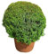 I Giardini di Giulia | Myrtus Communis Microphylla Ø24 H.70 | Pianta Aromatica e Sempreverde | Ideale per Siepi, Giardini e Terrazzi | Facile da Coltivare