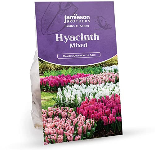 Jamieson Brothers® Hyacinth Bulbs Mixed – 7-Pack of Vibrant Spring Flowering Bulbs in Assorted Colours – Perfect for Pots, Tubs, Borders, and Garden Beds