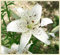 Bulbo di piante di giglio fiorito/fiori bianchi che sbocciano estivi/giglio gigante/decorazione domestica fai da te-3bulbi