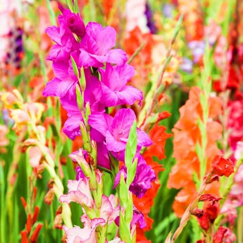 Winterhart Zwiebeln Blumenzwiebeln MehrjäHrig Winterhart Gladiolen Zwiebeln Gladiolenzwiebeln MehrjäHrig Winterhart Pflegeleichte Gartenbepflanzung Im Freien-8bulbs-D