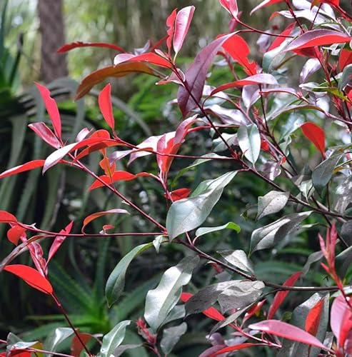 Glanzmispel Red Select 40-60cm - Photinia fraseri