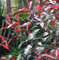 Glanzmispel Red Select 40-60cm - Photinia fraseri