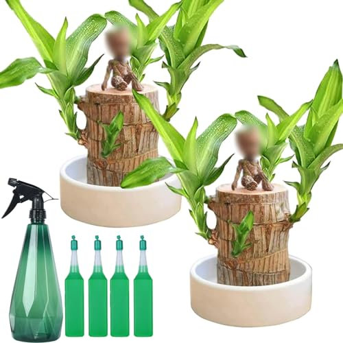 Plante en bois brésilien, bois brésilien, bois porte-bonheur brésilien, plante hydroponique en bois brésilien, plante en bois porte-bonheur brésilien, bois hydroponique porte-bonheur pour porter