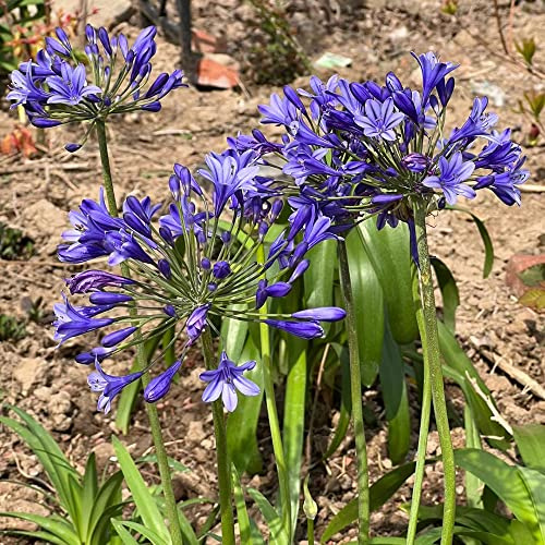 Agapanto (giglio odoroso) - tappezzante per aiuole, resistente giardino sul balcone, per gli amanti decorazioni giardino esterni, 350semi