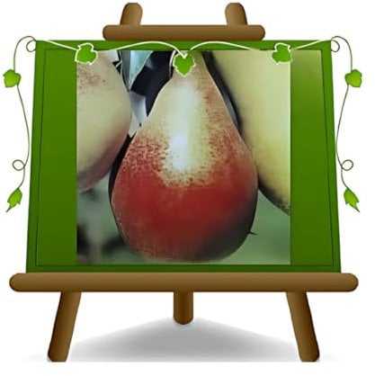 Birnbaum Birne Spadona Madama Schloss - Obstpflanzen antik auf Blumentopf einer Vase von 20 - Baum max 170 cm – 2 Jahre Anbau Italien