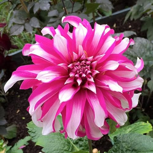 3 x Pink and White Dahlia Radegast (Dinner-Plate) Tuber to Plant (Free UK Postage)