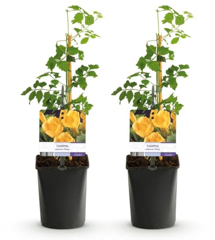 Green boutiQ - Trompetblume - Campsis radicans Flava - Blüte Gelb - Wenig Pflege - 2 Pflanzen - Topf 11cm Höhe 40cm