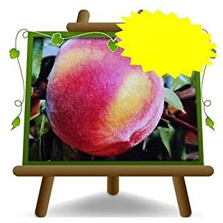 EURO PLANTS VIVAI Pesco Pesche a Polpa Gialla Pesca Chiara - Pianta da Frutto Pesco su Vaso ø 24/26 cm - Altezza 170~200 cm - Età 4 Anni