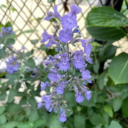 500 pcs Katzenminze Samen Mehrjährig, winterharte pflanzen für garten, planzen (Nepeta cataria) kräuterbeet indoor, bio samen garden, pflanzen samen indoor heilkräuter samen, balkon