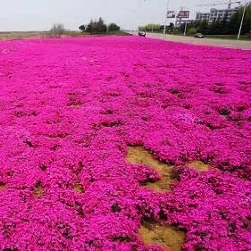 200Pcs Creeping Thyme Seeds, Flower Seeds Ground Cover Carpet Trailing Serpyllum, Creeping Thyme Perennial Flowering Garden Red