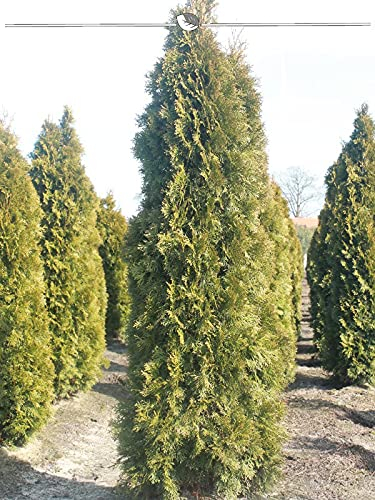 Lebensbaum Thuja Smaragd 160-180 cm im Topf. 12x Konifere: immergrün, winterhart