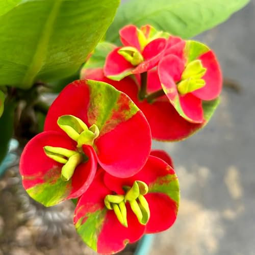 Zimmerpflanze-Christusdorn Samen, indoor plants,gartenpflanzen pflanzen für draußen,stauden winterhart mehrjährig schnittblumen samen,blumensamen geschenk Dekorative Pflanzen,hochbeete 80pcs