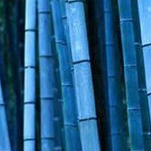 100Pcs Graine de Bambou Plante Exterieur, Graines De Bambou Tolérantes à L'ombre Décor à La Maison Rare Phyllostachys Pubescens Semis De Jardin Pour Arrière-cours Graines de bambou (Bleu)