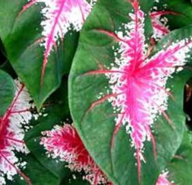 Seeds 2016 of Reale Indoor Seedss Promotion 20 PC/Package, Semi -vase Thaland Caladium Collection.DIY of The House of House & Plan Seeds Bonsai: Only Seeds