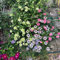 6 pcs Clematis Winterhart Mehrjährig Zwiebeln, blumenzwiebeln winterhart hängepflanzen Clematis florida, Klematis, blumen garten blumenzwiebeln sommerblüher winterharte pflanzen für