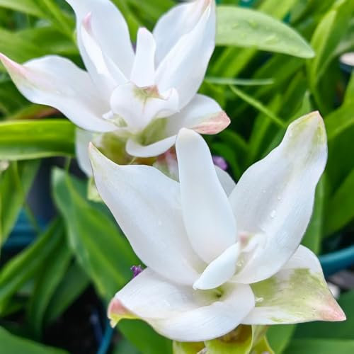 50 pcs Kurkuma Samen Zum Einpflanzen, bienenfreundliche blumensamen winterfeste pflanzen für balkon Curcuma alismatifolia Samen - baumsamen flowers wiesensaatgut blumendeko, pflanzen